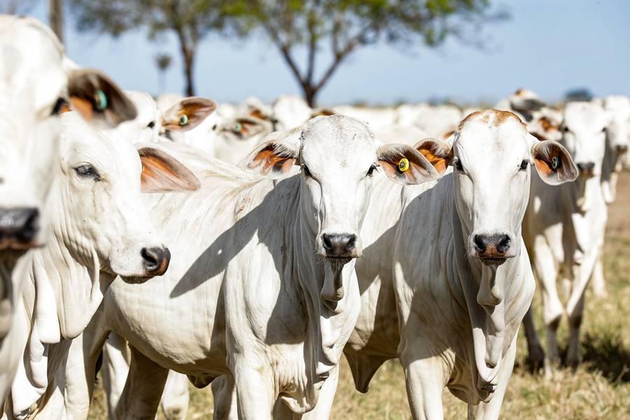PECUÁRIA Rebanho bovino de Mato Grosso chega a 34,4 milhões de animais