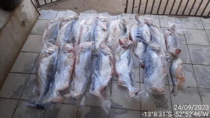 Sema apreende em Canarana e outras cidades cerca de 236 kg de pescado ilegal