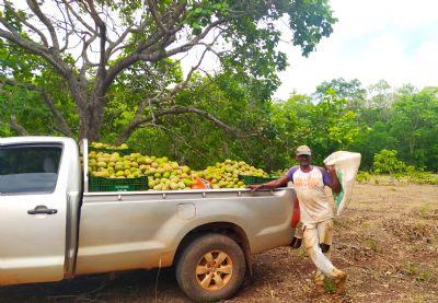 DA COLHEITA À COMERCIALIZAÇÃO: Maior produtor de pequi de MT, Ribeirão Cascalheira tem produção e comercialização acompanhadas pela Empaer