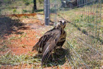 REABILITAÇÃO: Ameaçada de extinção, águia-cinzenta é resgatada em Ribeirão Cascalheira (MT) e levada ao Santuário dos Elefantes