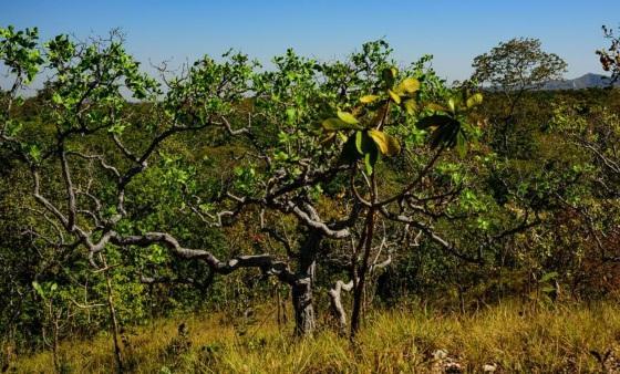 RESULTADO DE AÇÕES  MT registra queda de 18% na taxa de desmatamento no Cerrado