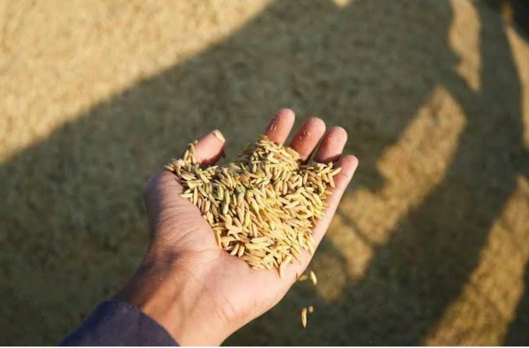 2024 trará aumento de 16% no preço do arroz