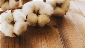 EXPECTATIVA: Brasil pode liderar as exportações globais de algodão