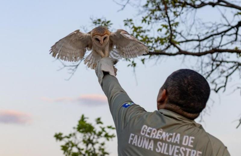 FAUNA MATO-GROSSENSE  Sema recebeu mais de 1,1 mil animais silvestres resgatados em 2023