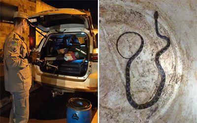 MAIS DE 1 MIL KM DE VIAGEM: Família de Confresa (MT) encontra cobra em carro ao chegar a hotel em Goiás