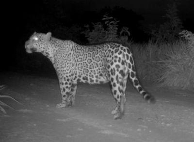 MONITORAMENTO DA FAUNA: Vídeo: Câmeras instaladas em Mato Grosso registram 95 espécies de animais silvestres