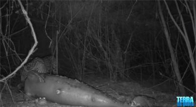SURPREENDEU PESQUISADORES: Onça-pintada é flagrada após matar boto para se alimentar em São Félix do Araguaia (MT)
