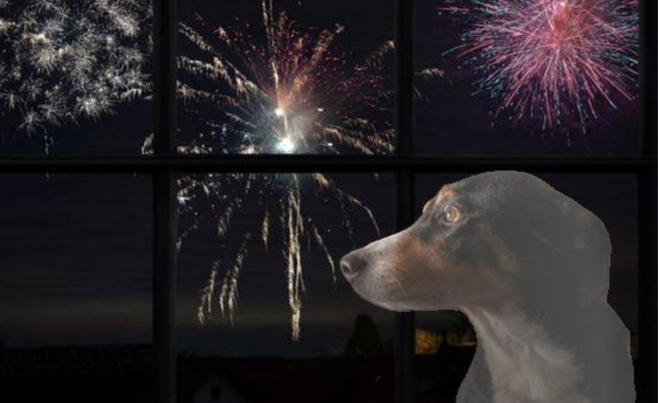 Veterinária explica porque fogos de artifício fazem mal aos cachorros