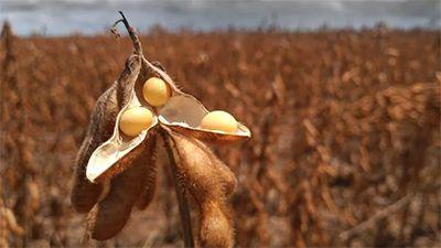 Queda de produtividade de soja na Bahia e colheita acelerada em MT; veja situação da safra 23/24