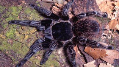 REMÉDIO ONCOLÓGICO: Veneno de aranha brasileira vira esperança de tratamento contra câncer