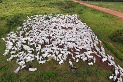 TI MARAIWATSÉDÉ: Justiça bloqueia R$ 132 mi de réus acusados de exploração ilegal na Terra Indígena no Araguaia (MT)