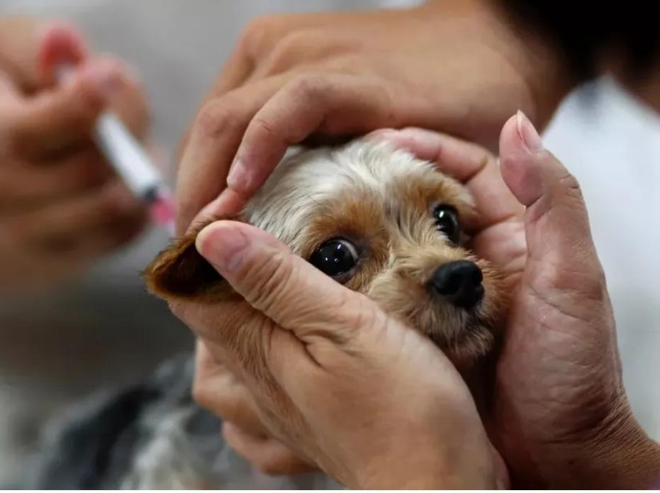 Vacinação para cães: entenda a importância