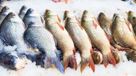 África do Sul abre mercado para pescados brasileiros