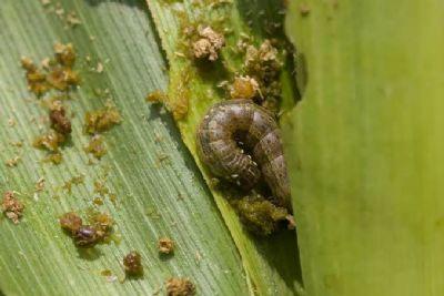 ALERTA: Mato Grosso infestado de pragas