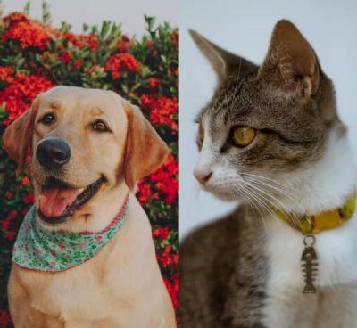 CAUSA SOFRIMENTO AOS ANIMAIS: Governo aprova lei que proíbe remédios para evitar que cadelas e gatas entrem no cio é aprovada em MT