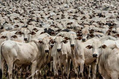 Arroba do boi mantém estabilidade, mas pressão pode voltar em maio