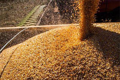 Cotação do milho em alta: câmbio puxa preços no Brasil