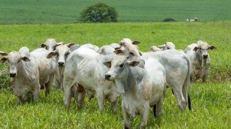 Preço do boi gordo sobe em algumas regiões; confira cotações