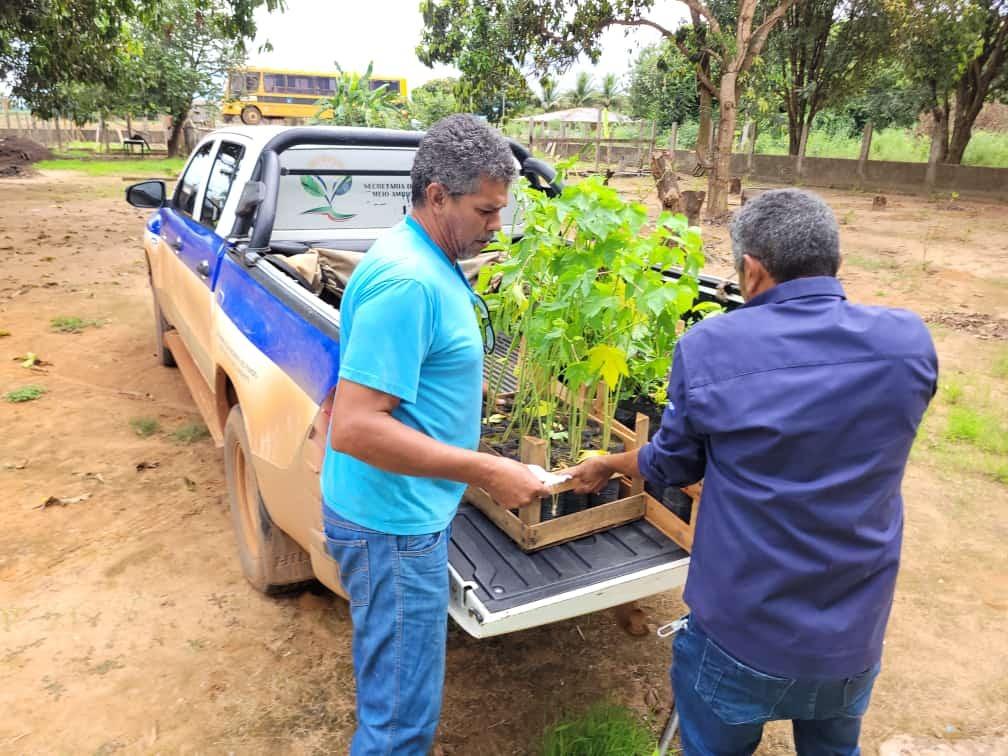 Secretaria de Agricultura de Querência realiza mais uma distribuição de mudas frutíferas