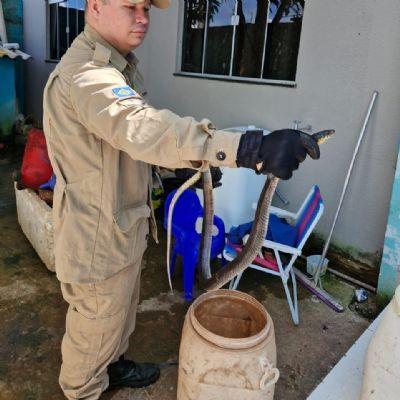 SOLTA EM RESERVA AMBIENTAL: Cobra caninana é resgatada em residência de Confresa (MT) pelo Corpo de Bombeiros