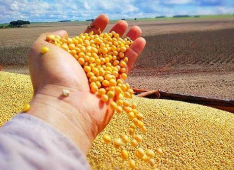 Safra de soja em Mato Grosso cai 13,8% e é a menor em 2 anos, constata IMEA
