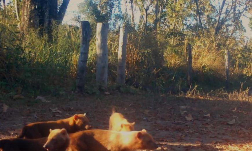 AMEAÇADOS DE EXTINÇÃO: Matilha de cachorro-vinagre é flagrada pela primeira vez por câmeras de monitoramento na Transpantaneira