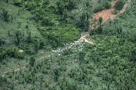 Justiça Federal determina reintegração de posse da Terra Indígena Piripkura no noroeste de MT