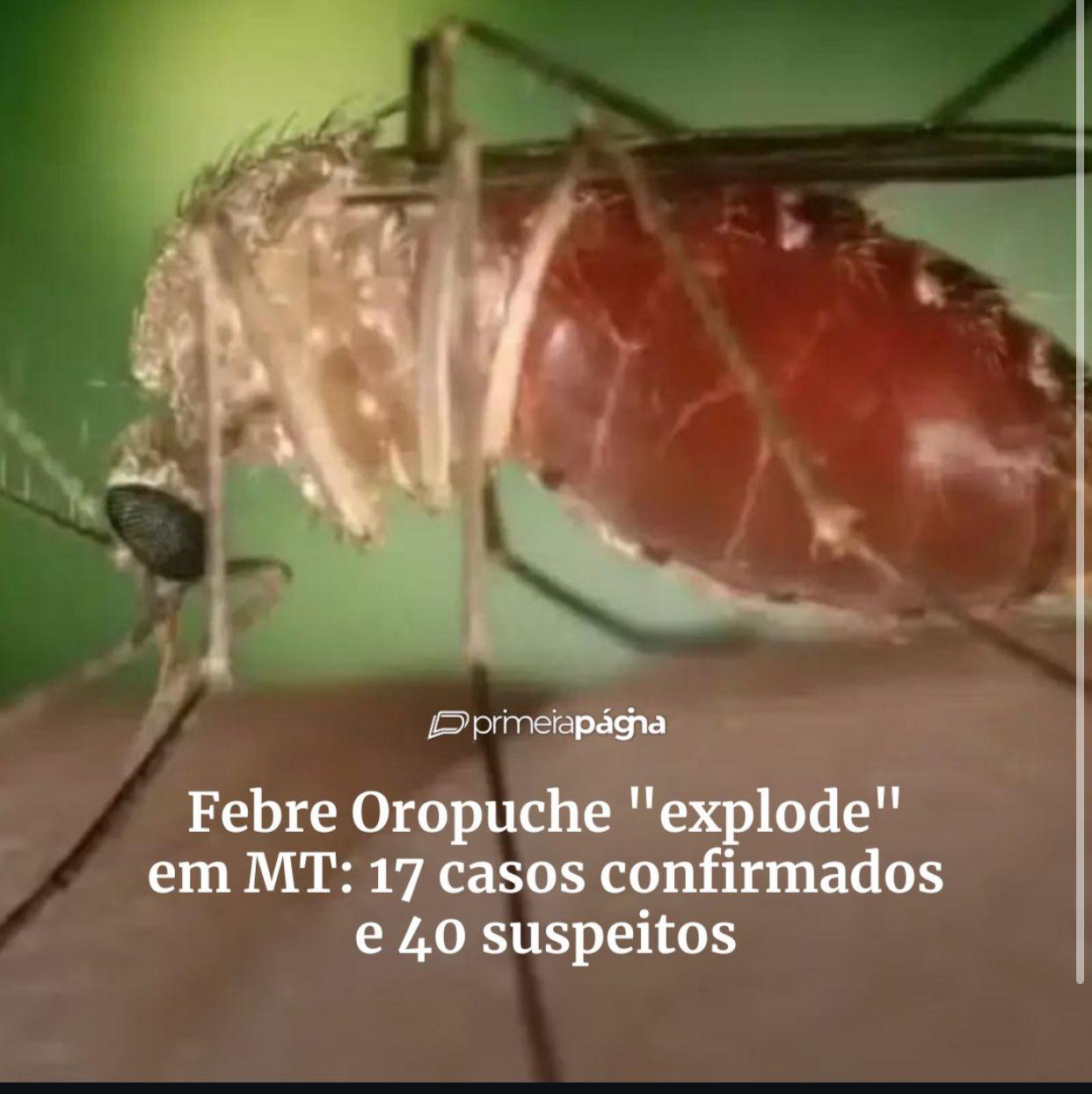 Febre Oropuche ´´explode´´ em MT: 17 casos confirmados e 40 suspeitos