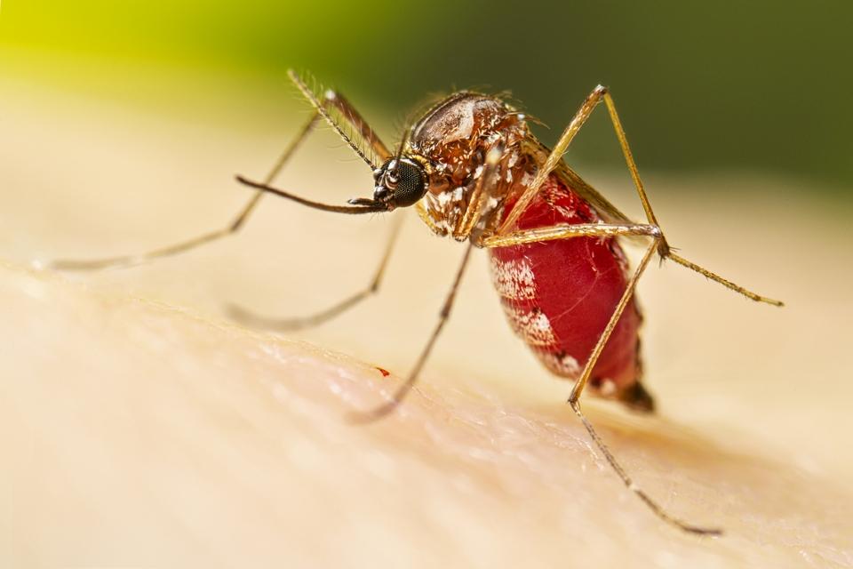 MT registra mais de sete mil casos de dengue e seis mortes são investigadas; confira municípios com maiores taxas
