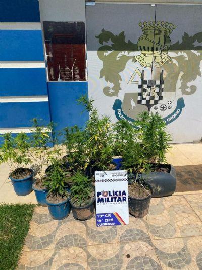 Mudas de maconha escondidas na zona rural em Querência são apreendidas pela polícia e jovem é preso