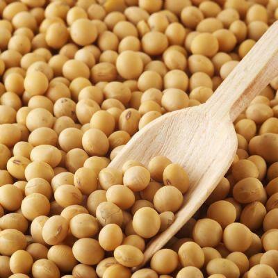 Cenário favorável para a soja; saiba o preço em cada região do Brasil