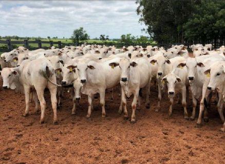 Cotações da arroba do boi gordo: veja como o mercado se comportou hoje