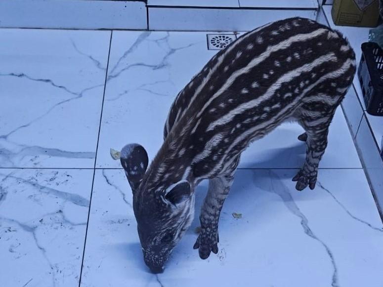 Filhote de anta resgatado em Ribeirão Cascalheira segue tratamento veterinário em Cuiabá