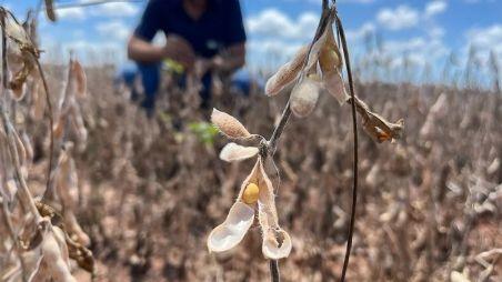 Produtores motivados e soja 'em movimento'; saiba as cotações no país