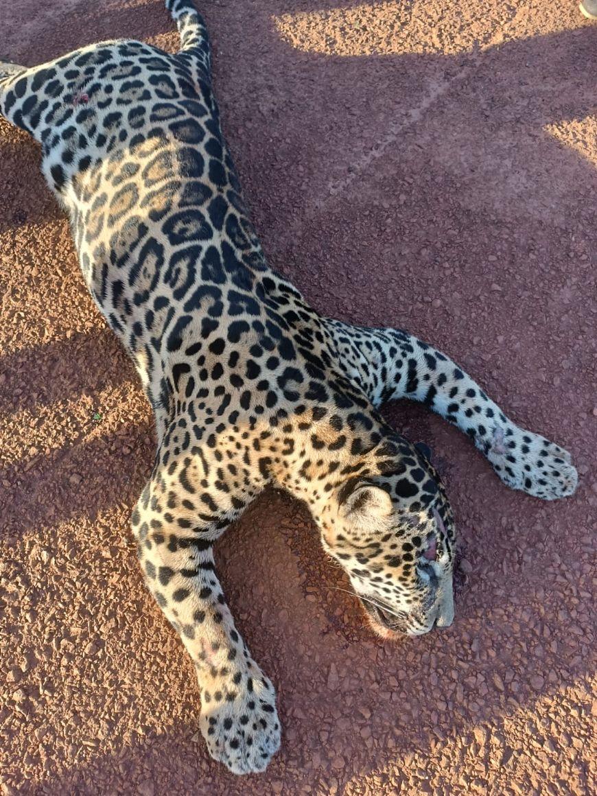 VÍDEO: Onça pintada é encontrada morta, atropelada por carreta, na BR-158 em Porto Alegre do Norte (MT)