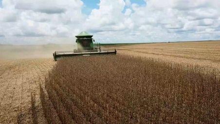 Chuva 'no ponto' e cultivares: safra de soja quebra recorde em MT