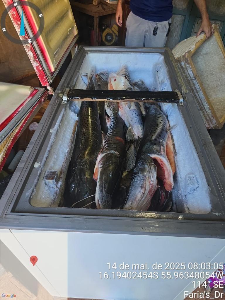 Polícia Civil prende idosa por pesca predatória