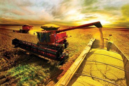 Preços da soja caem no Brasil e em Chicago por rumores sobre biodiesel dos EUA