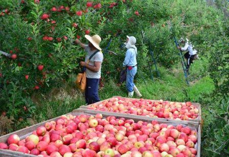 Agronegócio emprega 26,2% dos trabalhadores do país