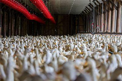 Brasil se declara livre de gripe aviária e espera acelerar retomada das exportações