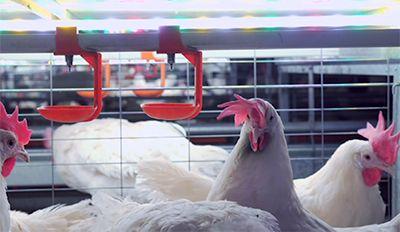 Gripe aviária: 21 países mantém restrições à carne de aves do Brasil
