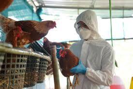 Ministério da Agricultura confirma caso de gripe aviária em cidade do Araguaia (MT)