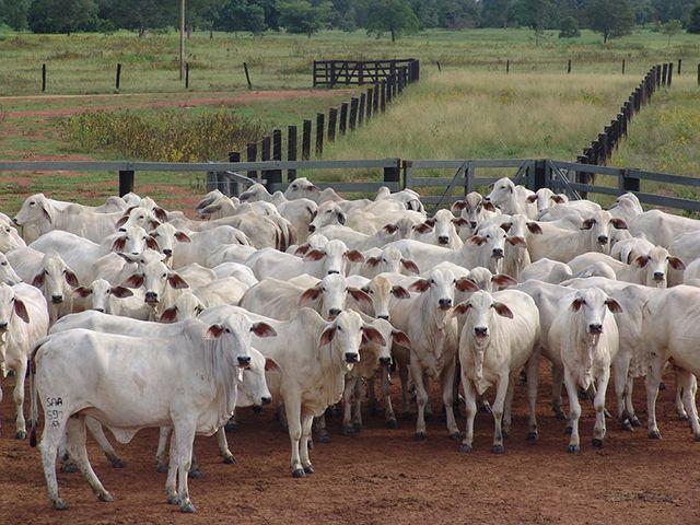 Produtor rural de São José do Xingu (MT) perde quase meio milhão de reais em golpe na venda de gado