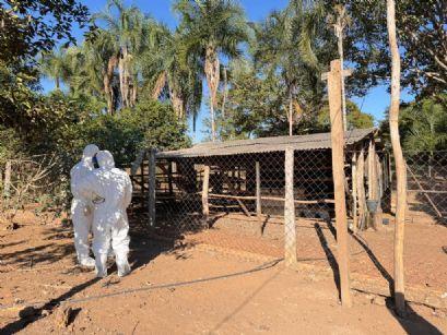Serviço de defesa sanitária do Indea encerra foco de gripe aviária no Araguaia