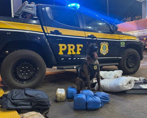 Cão farejador ajuda PRF a apreender mais de 18 kg de Skunk em ônibus interestadual em Rondonópolis