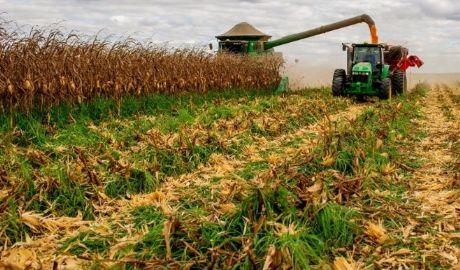 Em Canarana, associado da Aprosoja MT mostra o ritmo da colheita do milho 2ª safra