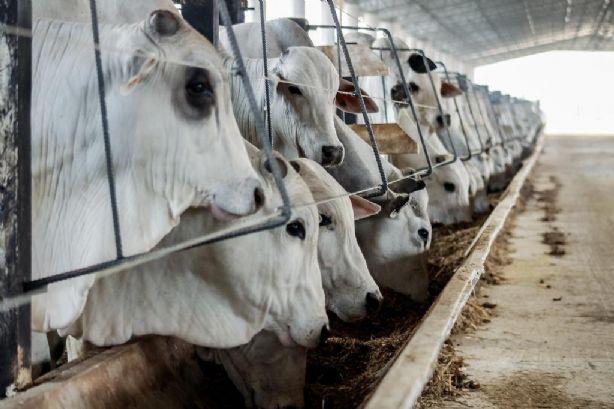 Exportações de carne de Mato Grosso crescem 5,72% no 1º semestre