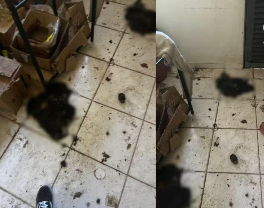 Morador é preso após polícia encontrar 5 gatos mortos dentro de casa em Cuiabá e alega ritual de bruxaria
