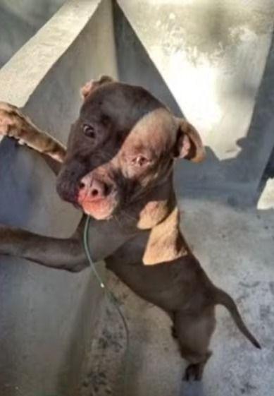 Tutor de pitbull que matou cachorra e feriu morador em cidade do Araguaia (MT) é liberado após pagamento de fiança
