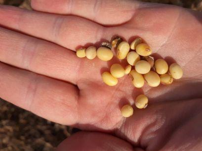 À espera pelos números do USDA, vendas de soja no Brasil atingem quase 79%